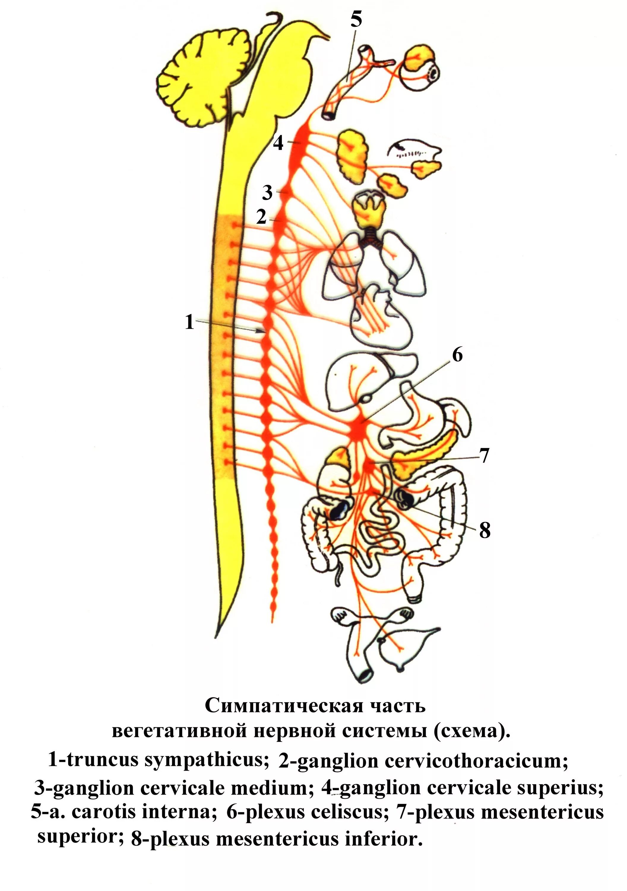 Укажите симпатические нервы. Симпатическая вегетативная нервная система схема. Симпатическая часть вегетативной нервной системы схема. Схема симпатической иннервации вегетативной нервной системы. Симпатический ствол вегетативной нервной системы.