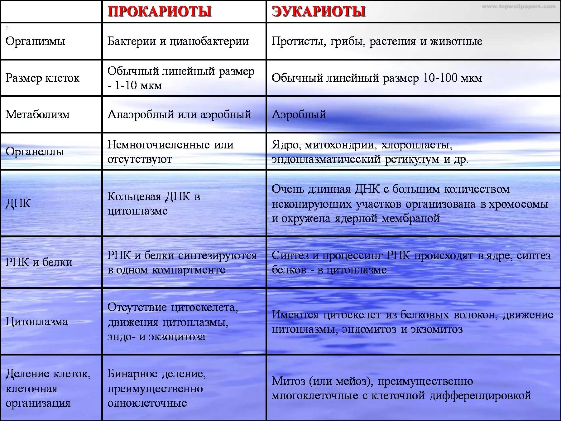 Строение клеток прокариот и эукариот таблица. Сравнительная характеристика прокариот и эукариот. Характеристика прокариот и эукариот. Деление клетки прокариот и эукариот таблица. Сравнение бактерий и растений