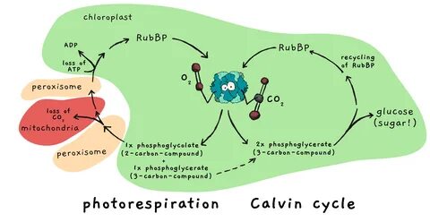 Рубиско в фотосинтезе