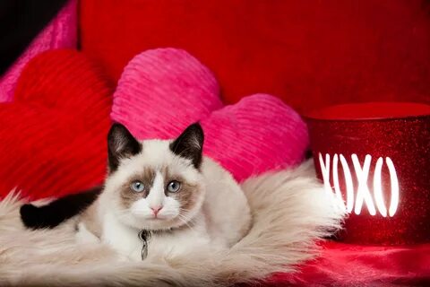 Valentine Background, Valentine Wallpaper, Valentines Day Cat, Bobtail Cat,...