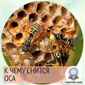 Сон осы летают