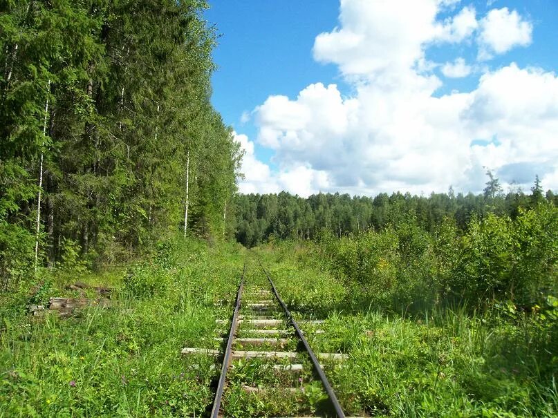 Погода в кневицах новгородская область демянский. Станция Кневицы Новгородской области. УЖД Новгородской области. Леспромхоз в Кневицы. Узкоколейка в Новгородской области.