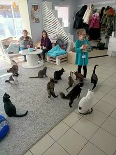 Котокафе воронеж
