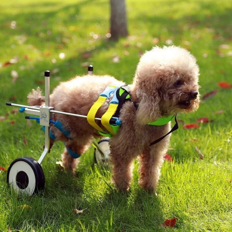 Инвалидная коляска для собак Walkin Wheels. Инвалидные коляски Dog wheelchairs. Тележка для собаки инвалида. Инвалит ная коляска для собаки.
