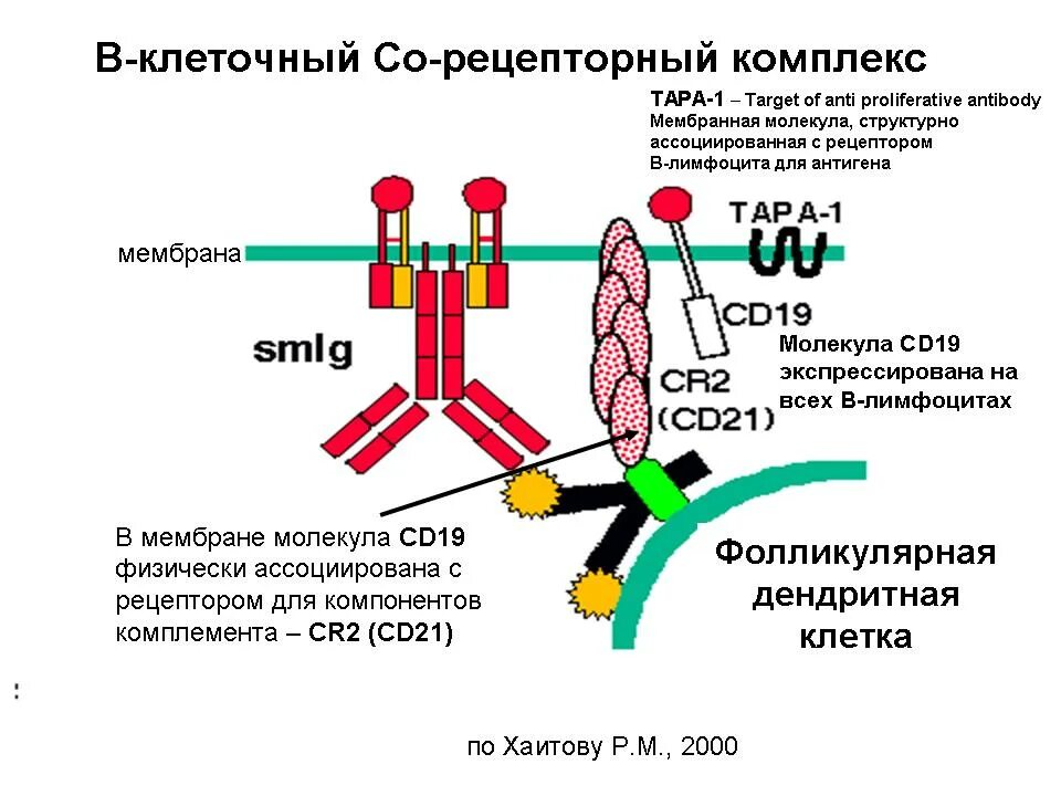 Комплекс иммуноглобулинов. TCR Рецептор т лимфоцитов строение. Строение BCR рецептора. Строение рецептора b лимфоцитов. BCR Рецептор лимфоцитов строение.