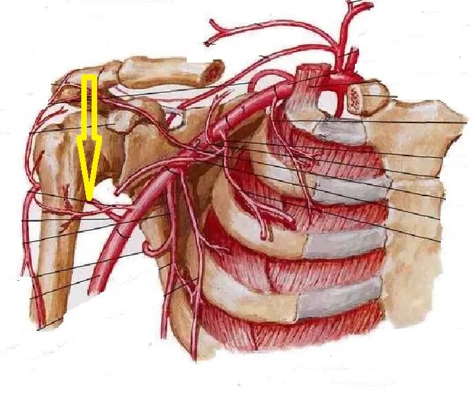 A circumflexa scapulae. A circumflexa scapulae