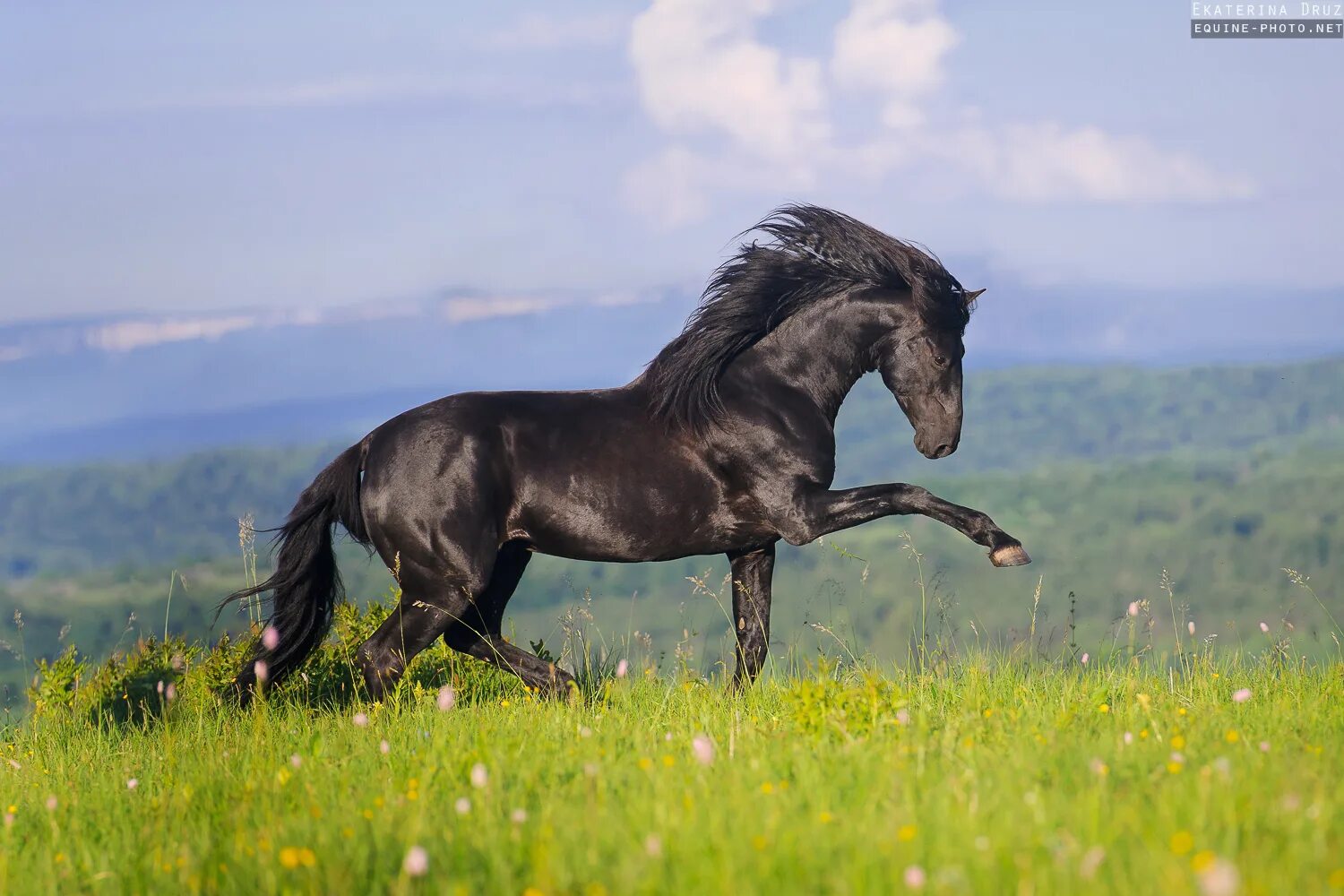 Карачаевская лошадь купить. Вороная Кабардинская лошадь. Сармат лошадь карачаевской породы. Порода лошади карачаевец. Лошадь Карачай породы.