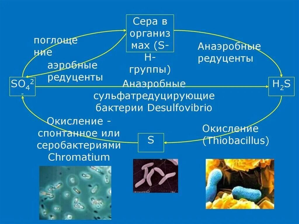 Аэробные органы