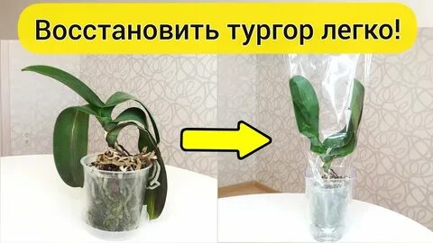 Орхидея листья теряют тургор