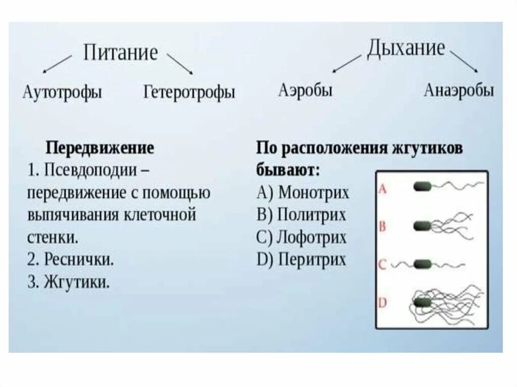 Группы организмов прокариот. Классификация прокариот и эукариот. Питание прокариот схема. Классификация царства прокариот. Классификация микроорганизмов прокариоты и эукариоты.