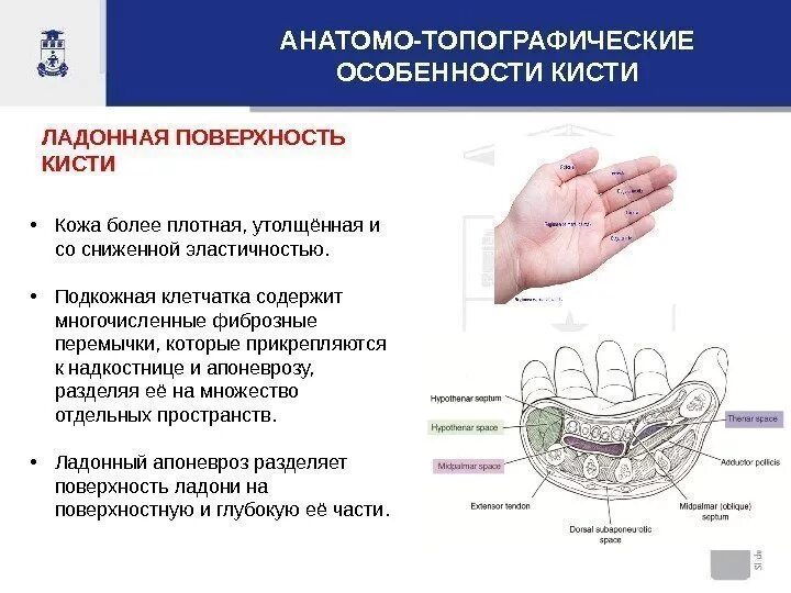 Кожу более плотной и