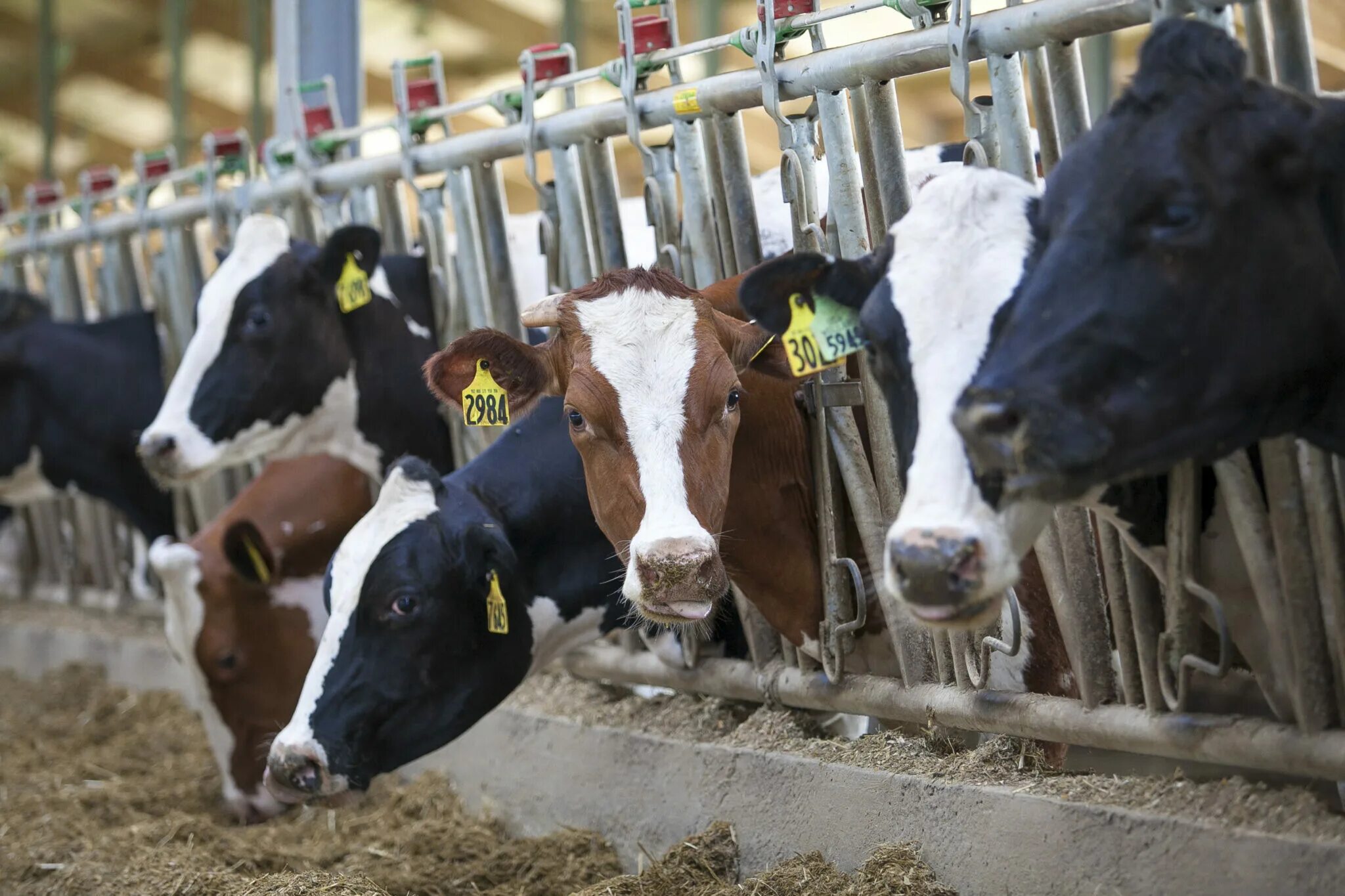 мясо-молочное животноводство. животноводство и молочное производство. голштинская порода эконива. коровник телятник мтф. молочно мясное скотоводство.