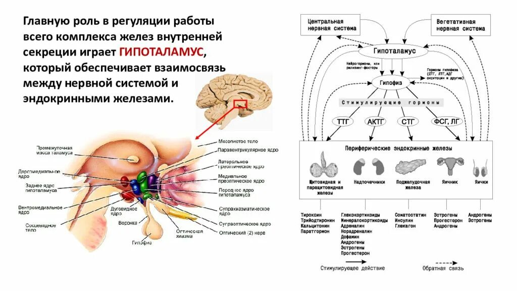 Нервная регуляция вегетативной системы функции. Лимбическая система высший центр регуляции ВНС. Регуляция вегетативной нервной системой гипоталамусом схема. Гипоталамус на схеме мозга. ЦНС гипоталамус схема.