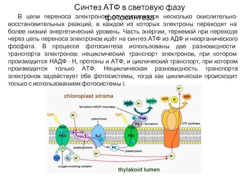 Последовательность образования атф в митохондриях. Синтез АТФ схема. Цепь переноса электронов световая фаза фотосинтеза. Синтез АТФ В световой фазе. Цепь переноса электронов и Синтез АТФ.