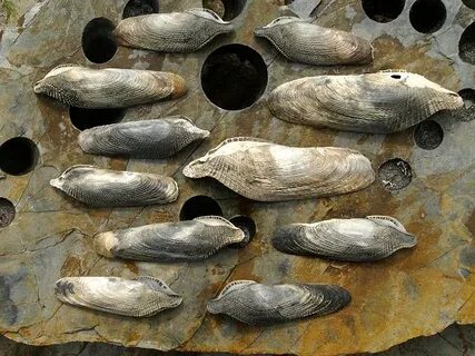 Морской финик