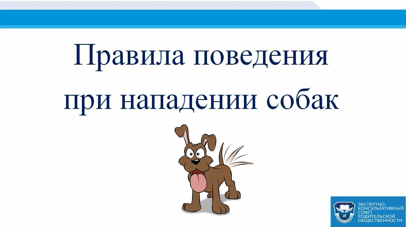 Правила поведения при нападении. Правила при нападении собаки. Правила поведения при собаках. Правила поведения с собаками.