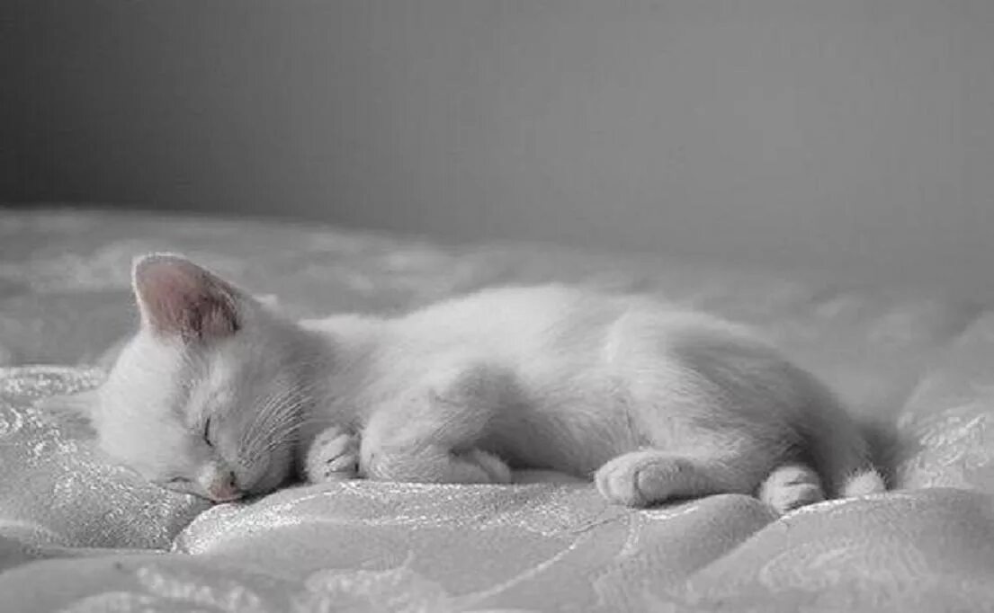 Сон белая кошка к чему снится. Спящие котята. Спящий белый котик. Спящий котенок.