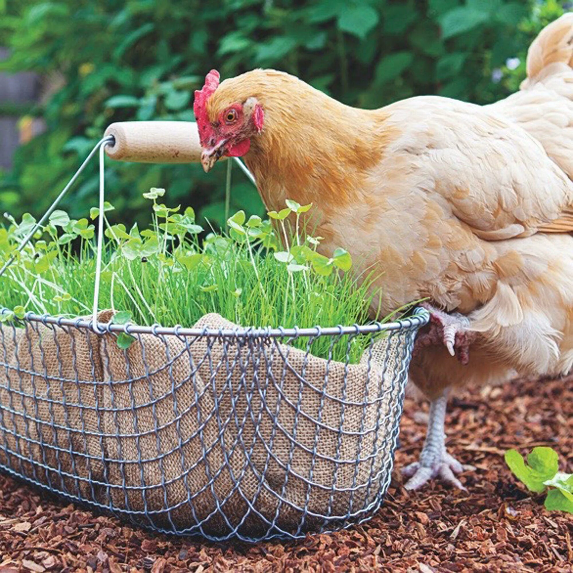 Как выращивать куриц в домашних условиях. Курицы на даче. Стоит ли заводить кур. Курицы в курятнике картинки красивые. Куры несушки на балконе.