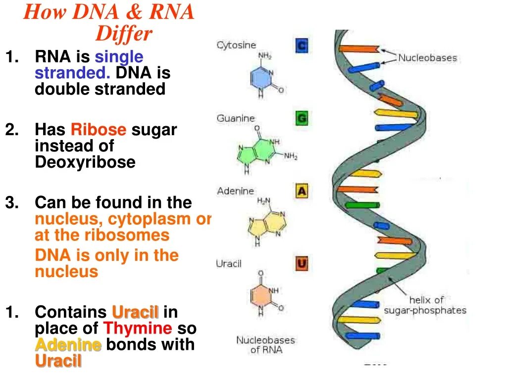 Double Stranded DNA. DNA in Nucleus. Single Stranded DNA. ДНК vs РНК.