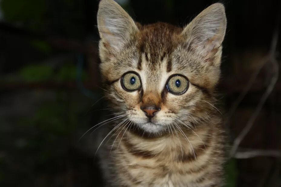 Кот м на лбу. Котята с м на лбу. Кот с буквой м на лбу порода. Буква м на лбу у кошек. Котята с буквой м.