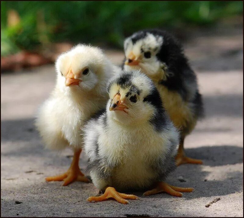 Цыпленок прячется. Голубые цыплята. Красивые цыплята. Влюбленные утки. Подрощенные цыплята несушки.