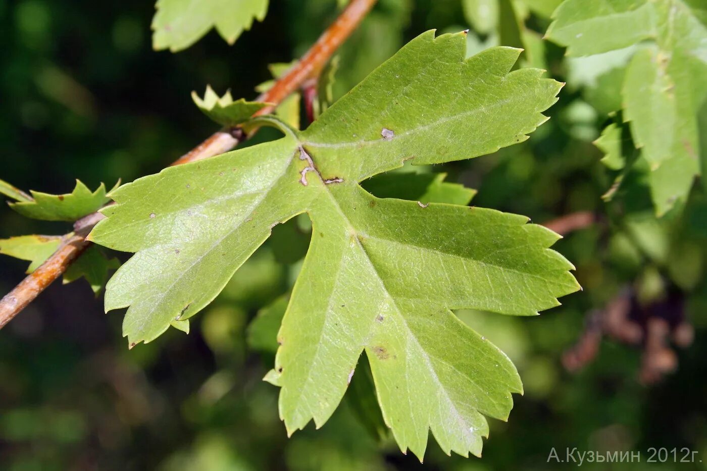 Горючие листья. Crataegus rhipidophylla. Боярышник однопестичный лист. Боярышник обыкновенный листья. Боярышник отогнуточашелистиковый.