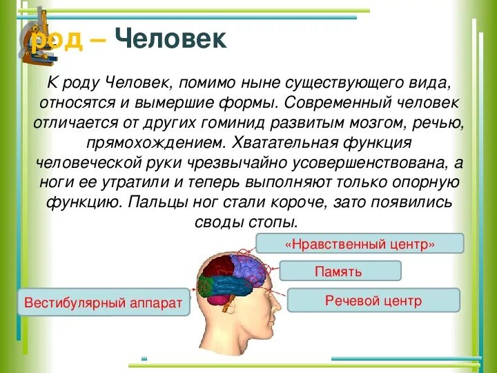 Почему человек относится к классу. Человек относится к роду. Род человек признаки человека. Род человека биология. Биология 8 класс систематическое положение человека.