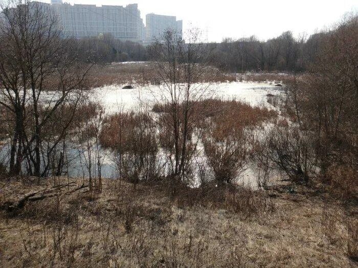 Московское болото. Сукино болото в Москве. Сукино болото Печатники. Марфино болото. Сучье болото.