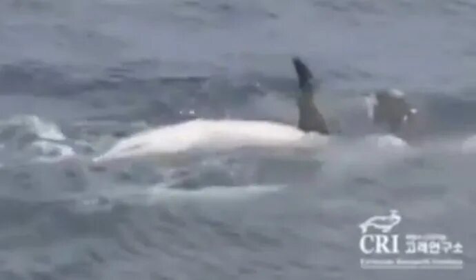 умирающий дельфин песня слушать