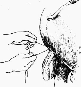 Әпкемен секс комикс