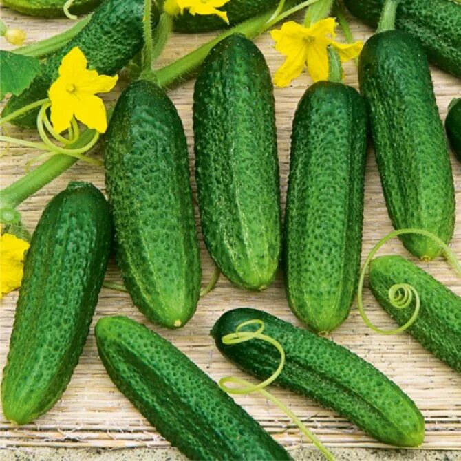 Огурец конни f1 артикул. Огурец конни f1 артикул. Огурцы сорт конни. Семена огурцов кураж f1. Огурец конни f1 описание сорта.