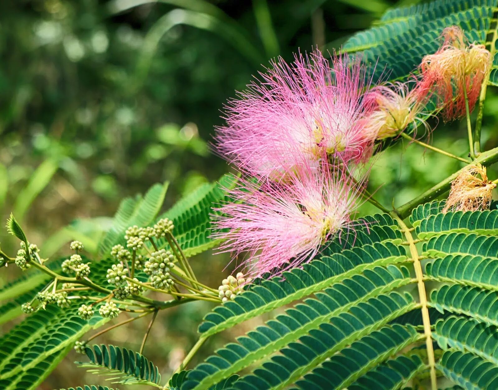 Mimosa pudica (мимоза). мимоза стыдливая. мимоза цветок в сибири. мимоза ядовитая или нет. акация серебристая мимоза.
