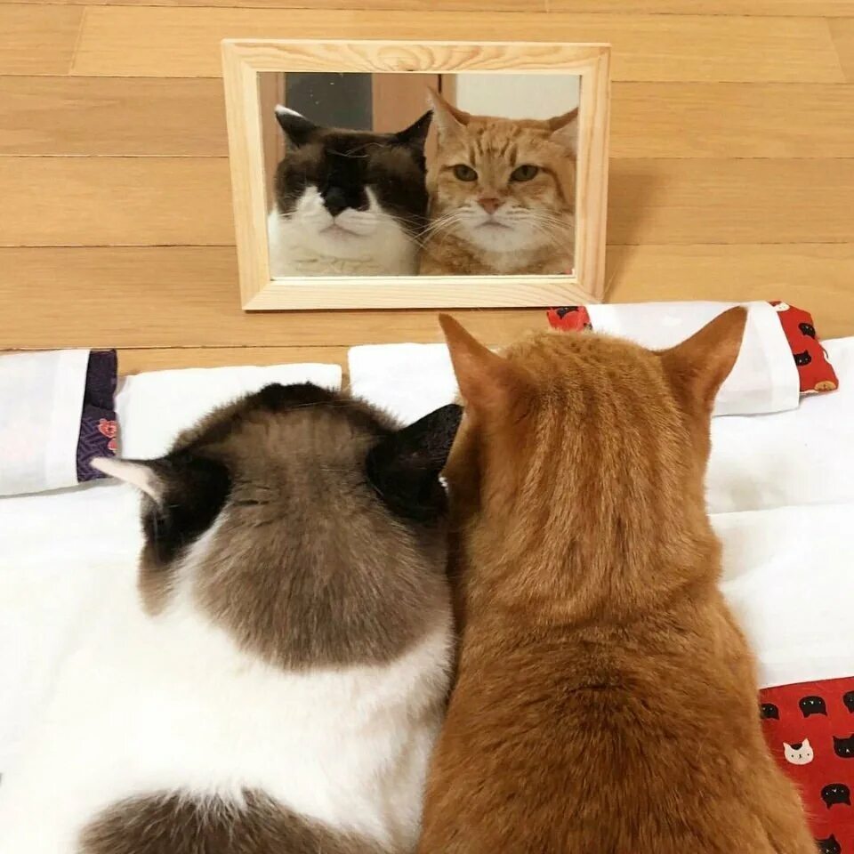 Кот и кошка диалог