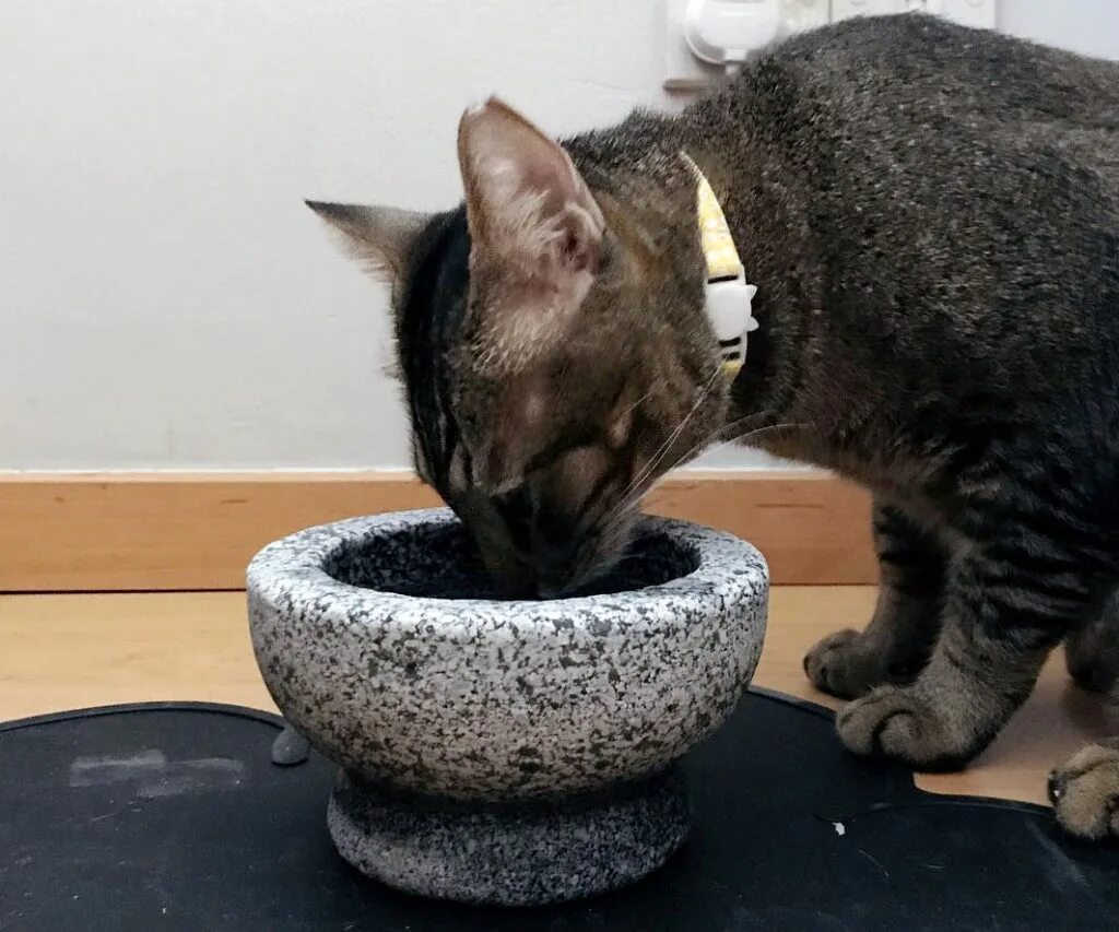 Кошка пьет. Кот переворачивает миску с водой. Кот пьет воду из миски. Перевернутая миска с водой и кошка.