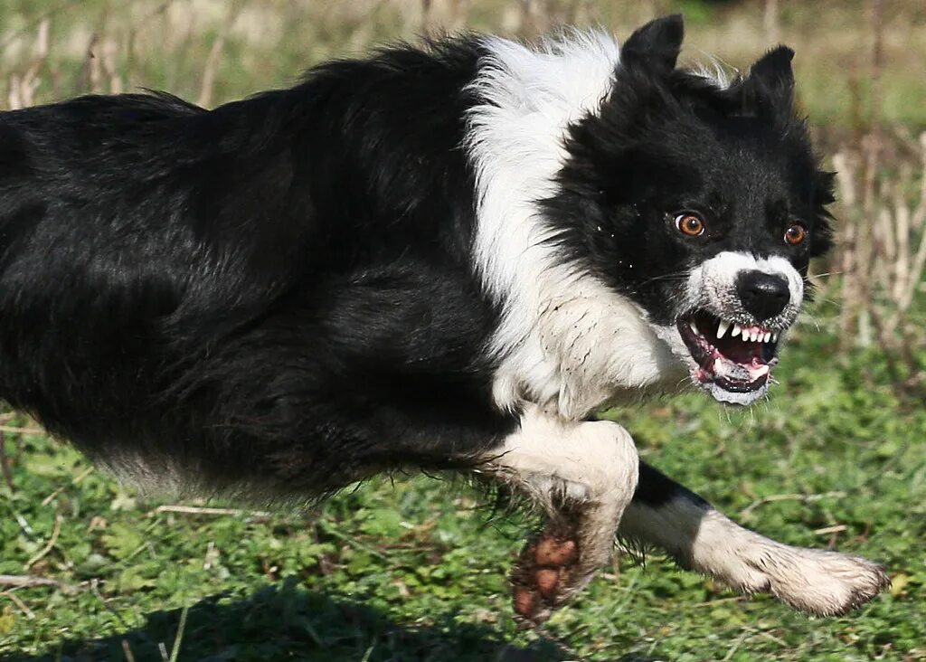 Собака бешеная бешеная собака. Scary dog