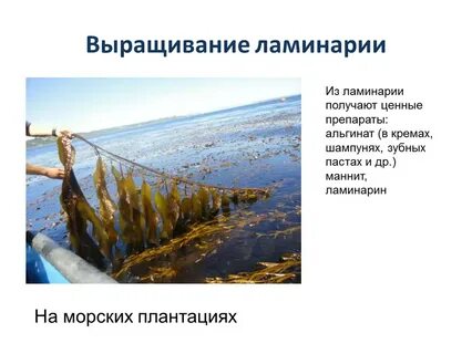 Блок ламинарии