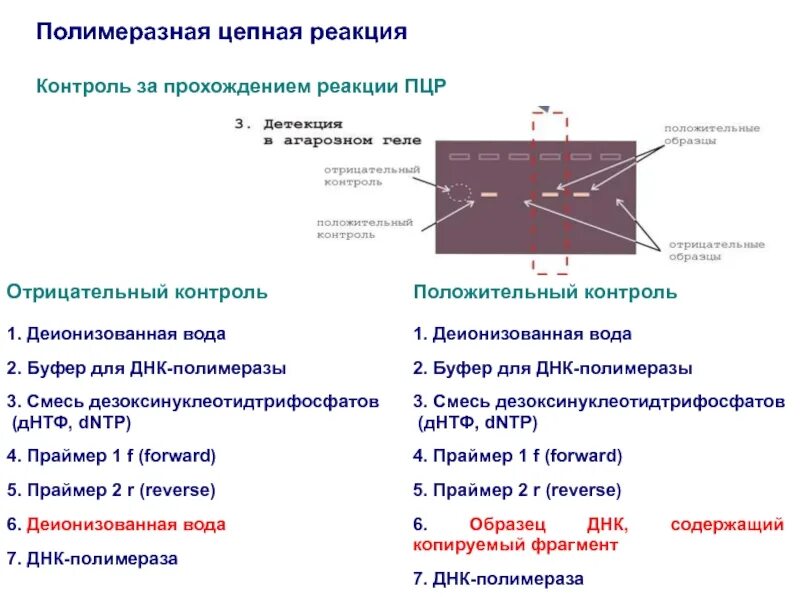 Полимеразная цепная реакция результат. Положительный контроль ПЦР. Гель-электрофоретическая детекция ПЦР-продукта. ПЦР реакция микробиология схема. ПЦР методика постановки.