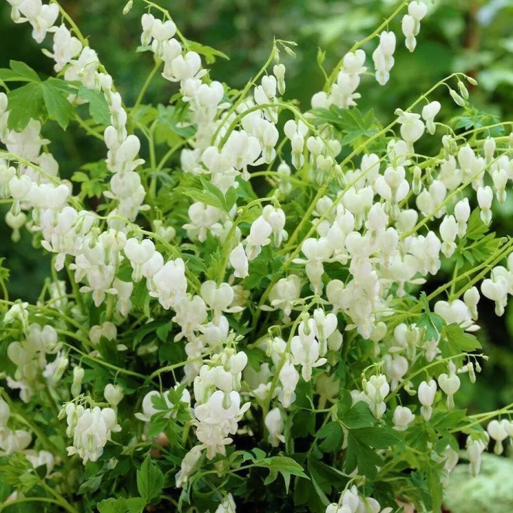 Низкое растение с белыми цветами. Дицентра великолепная Alba. Дицентра Спектабилис белый.
