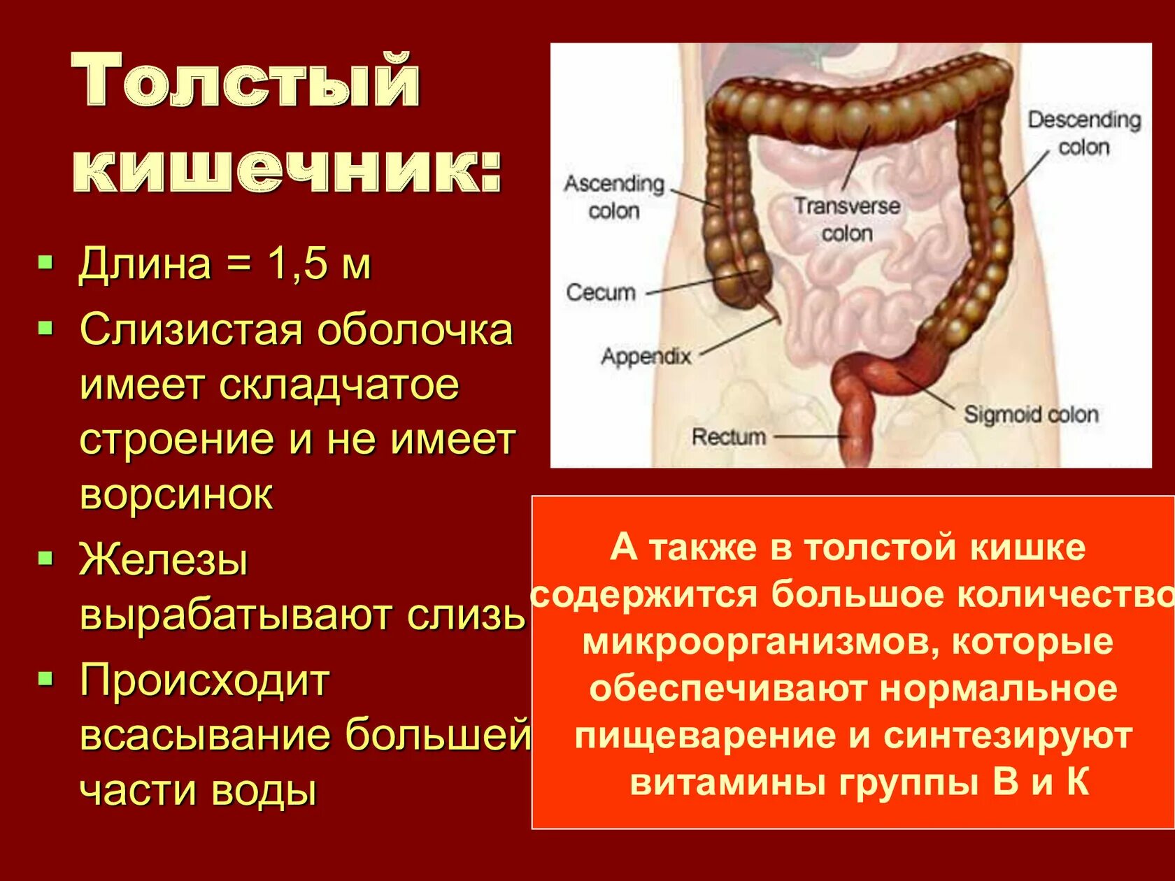 Тонкая кишка биология. Пищеварительная система схема тонкий кишечник. Пищеварительная система человека анатомия тонкий кишечник. Оболочки толстой кишки анатомия. Пищеварительная система тонкий и толстый кишечник.