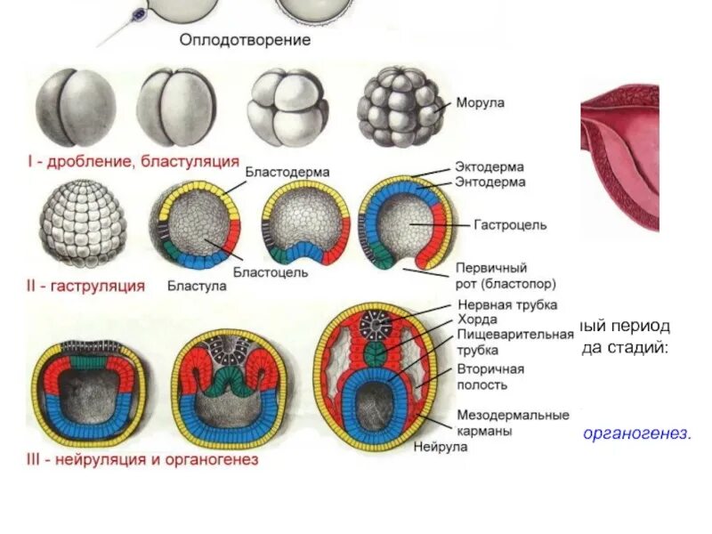 Дробление зиготы гаструляция органогенез образование. Этапы эмбрионального развития зигота. эмбриональный этап онтогенеза. этапы онтогенеза гаструла бластула. этапы эмбрионального развития дробление.