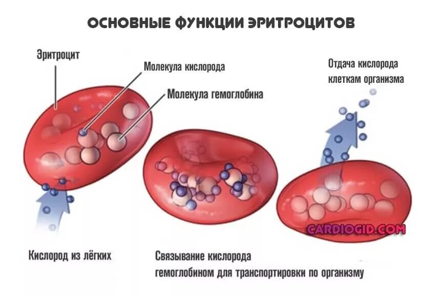 Захват кислорода. Функции эритроцитов схема. Схема строения эритроцита. Строение эритроцита и гемоглобина. Гемоглобин внутри эритроцита.