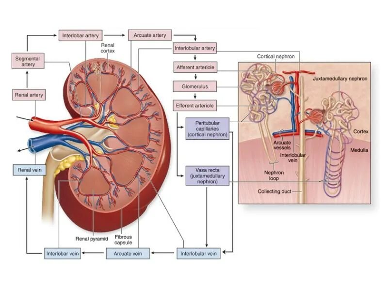 Кровоснабжение почки. Кровоснабжение почки анатомия. Сегментарные артерии почки. Функция почечной артерии