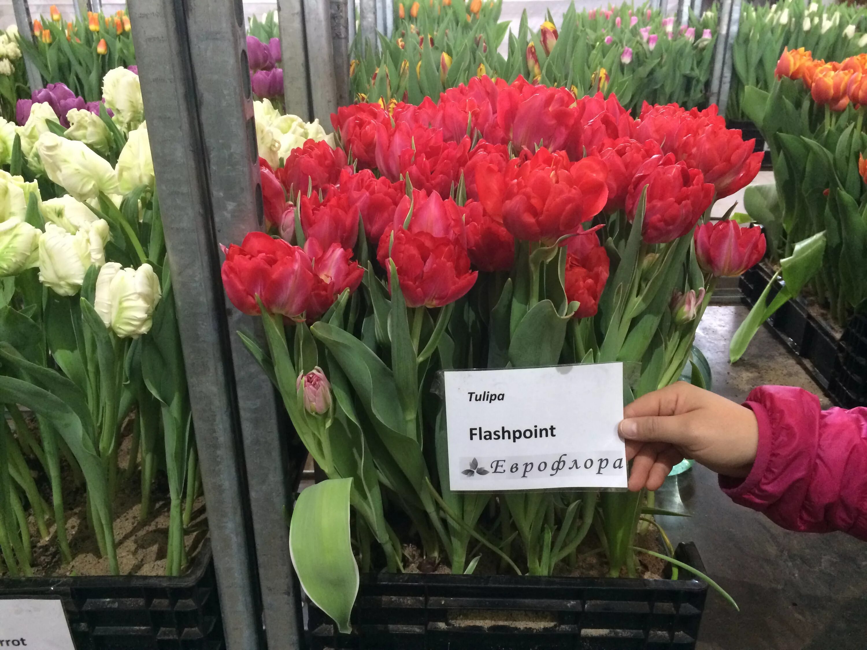 Я побывала на выставке цветов "Репетиция весны"
