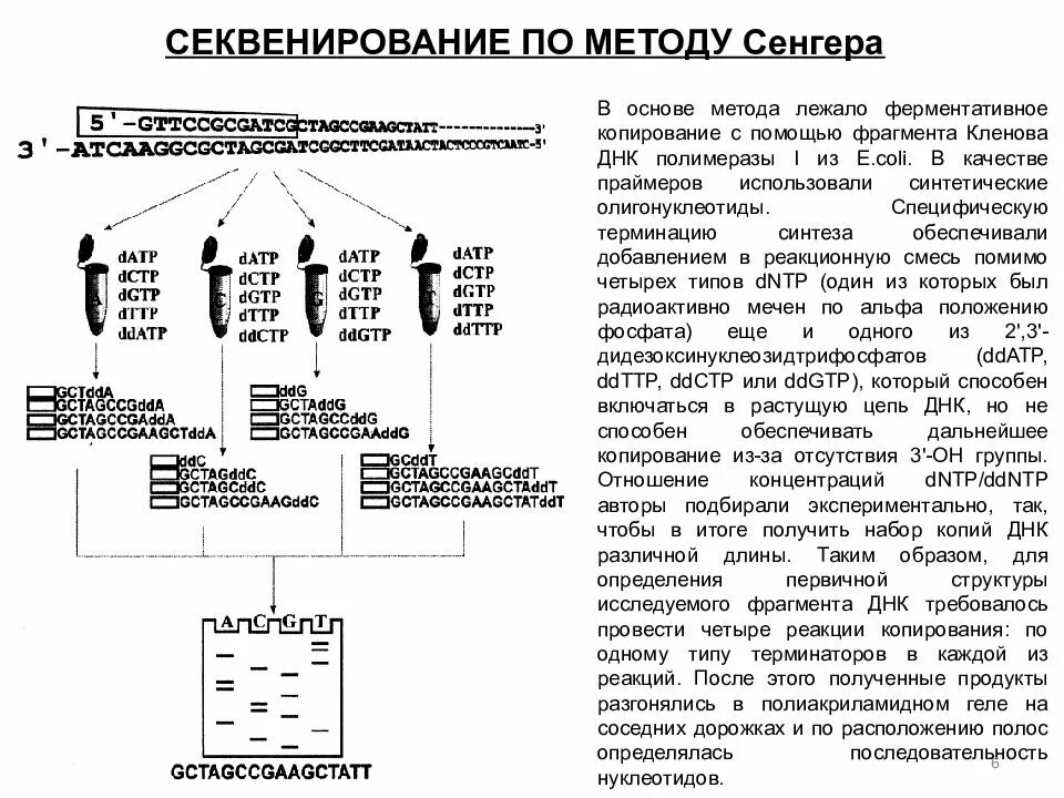 Секвенирование метод сэнгера. Секвенирование методом сэнгера. секвенирование днк по сэнгеру. «плюс-минус» метод секвенирования днк. принцип метода секвенирования по сэнгеру.