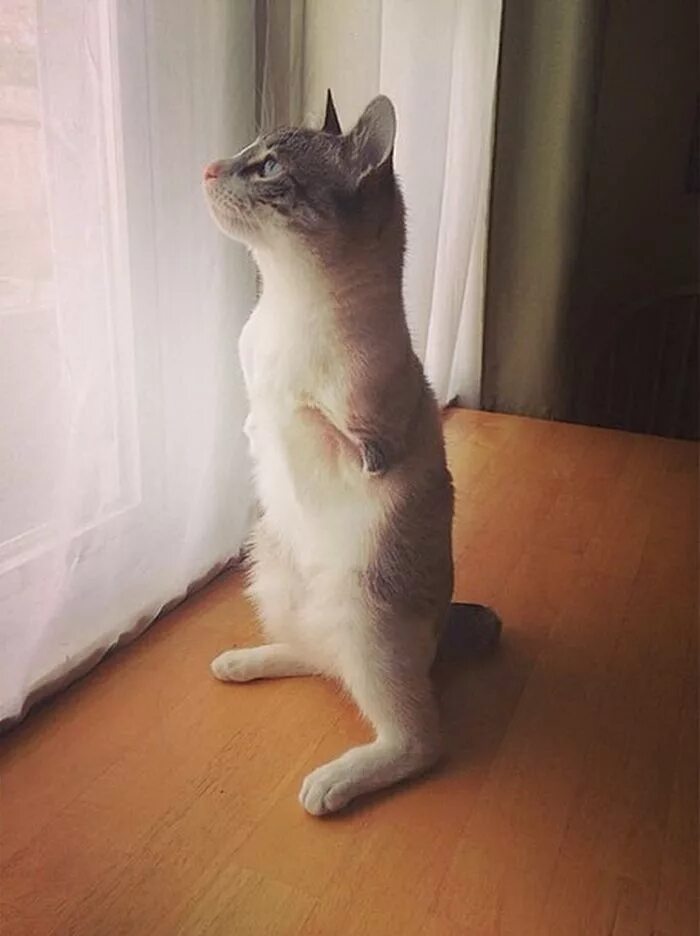 Кот ходит на задних лапах. Кошка без передних лап. котенок без лапки. двуногая кошка.