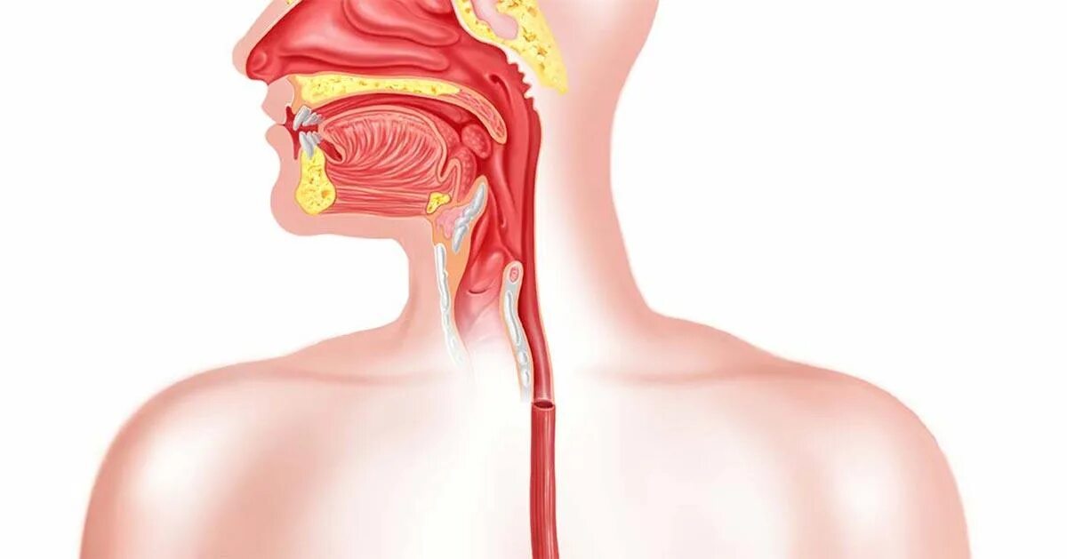 Как восстановить пищевод