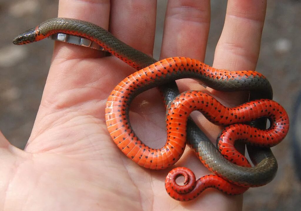 Красная змейка. Точечная ошейниковая змея. Точечная ошейниковая змея (Diadophis SP.). Королевская ошейниковая змея. Ошейниковый полоз.