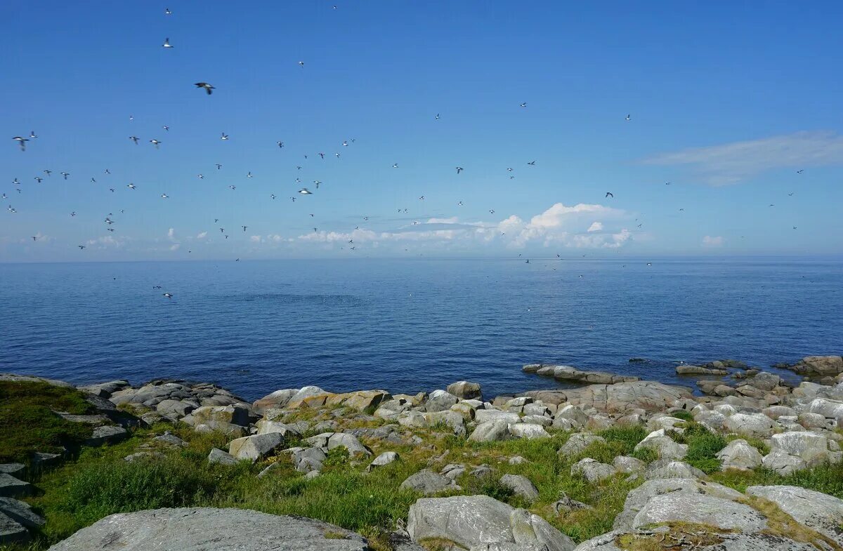 птичий остров волгоград