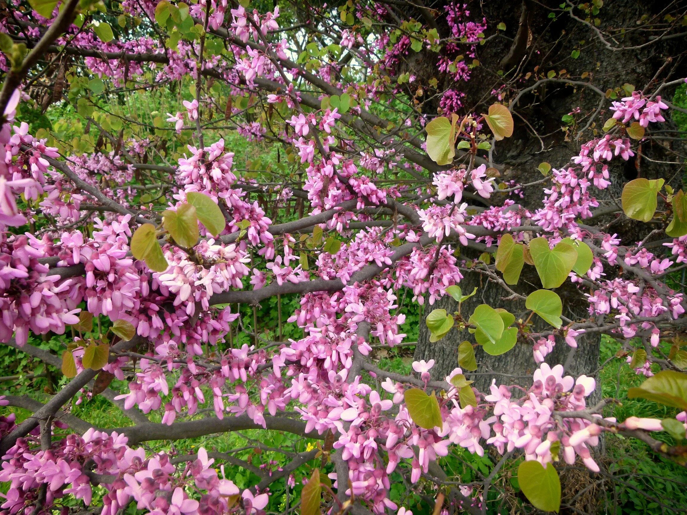 Кустарник цветущий розовыми цветами ранней весной. Вишня мелкопильчатая Кику-шидаре. Миндаль красивоцветущий. Раннецветущие кустарники рододендрон. Красивоцветущие кустарники весной.