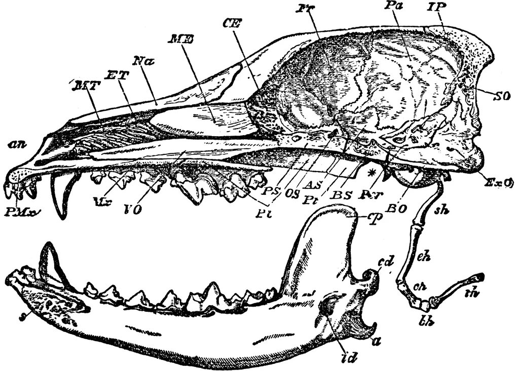 Соединение костей черепа млекопитающих. Кости черепа собаки анатомия. Череп собаки анатомия. Строение черепа собаки. Череп собаки верхняя часть.